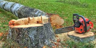 Best Commercial Tree Services  in Maple Glen, PA
