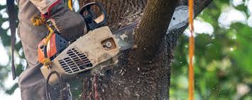 Best Tree Preservation Services  in Maple Glen, PA