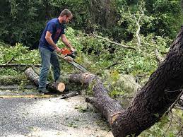 Best Tree Health Inspection  in Maple Glen, PA