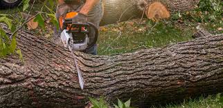 Best Palm Tree Trimming  in Maple Glen, PA