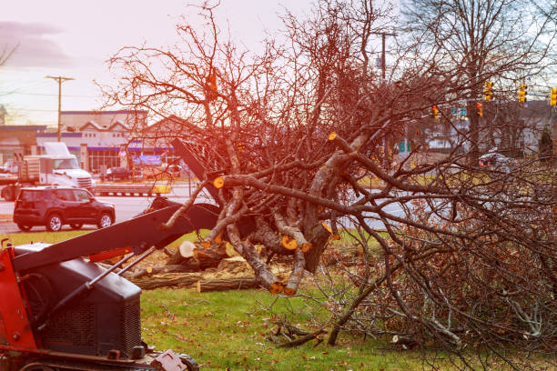 Best Stump Grinding and Removal  in Maple Glen, PA