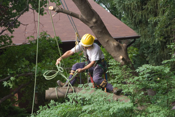 Best Arborist Consultation Services  in Maple Glen, PA