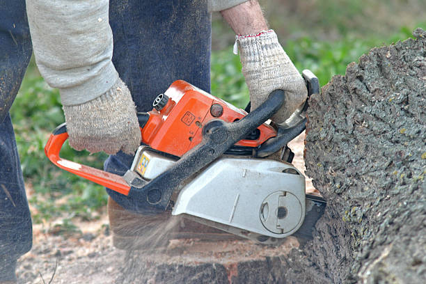 How Our Tree Care Process Works  in  Maple Glen, PA