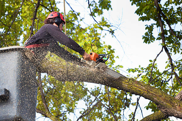 Best Root Management and Removal  in Maple Glen, PA
