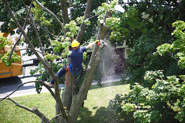 Best Tree Trimming and Pruning  in Maple Glen, PA