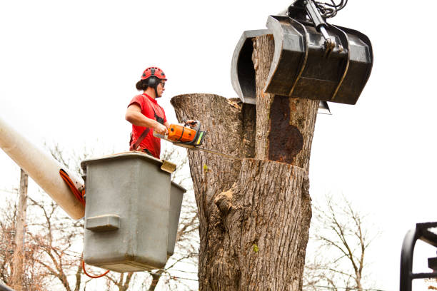 Best Emergency Tree Removal  in Maple Glen, PA