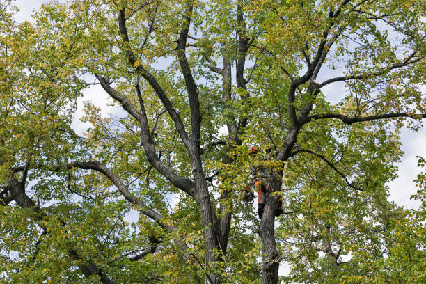 Best Hazardous Tree Removal  in Maple Glen, PA